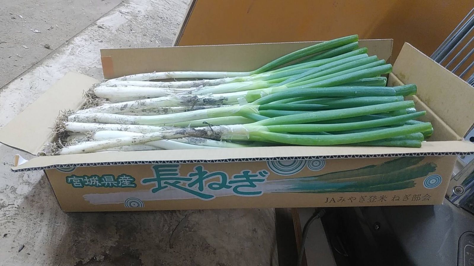 宮城県登米市産 泥ネギ 土ねぎ 規格外品 箱込み約5キロ 数量限定