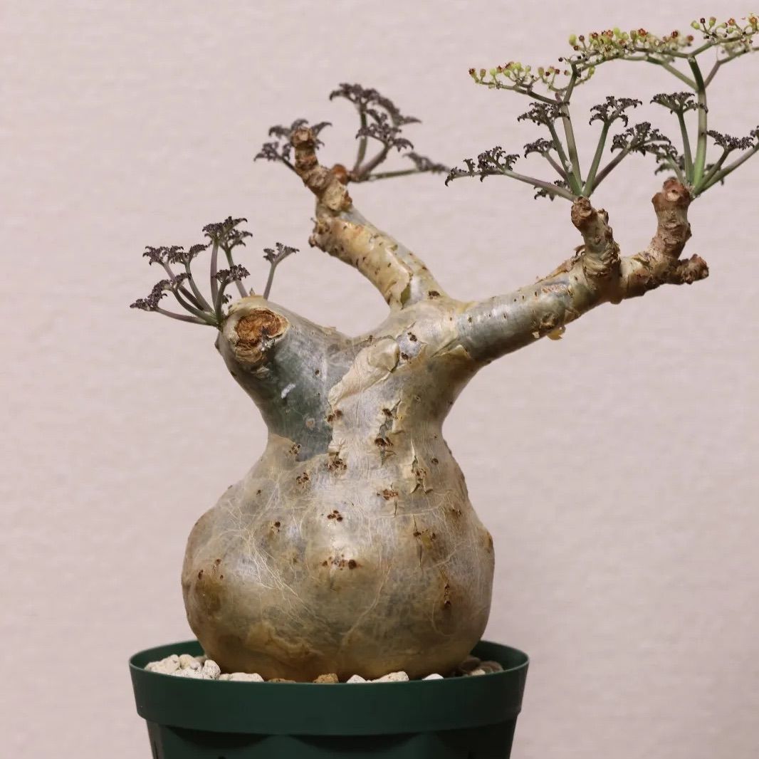 ベティフォルメ ソマリア