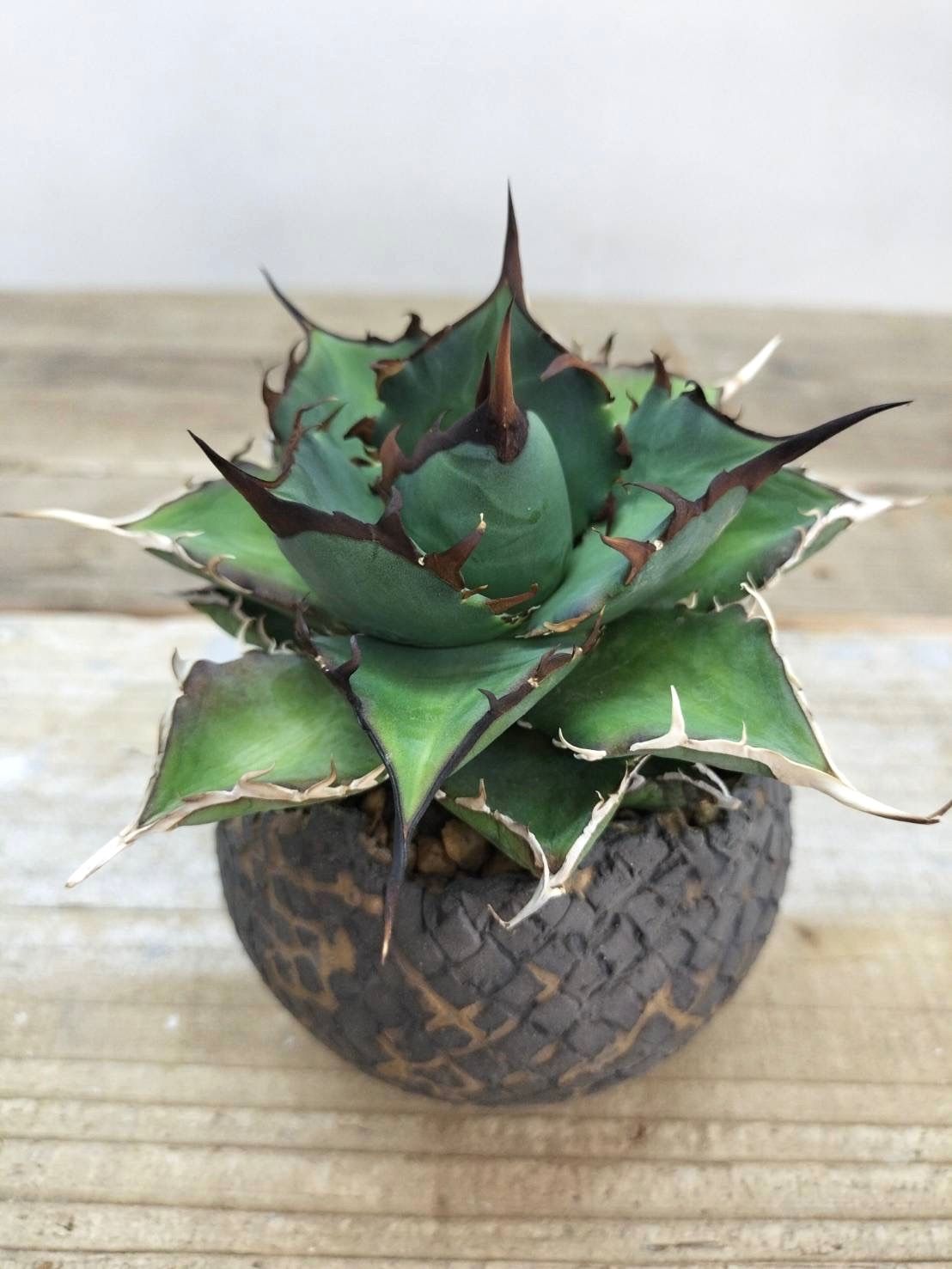 発根済