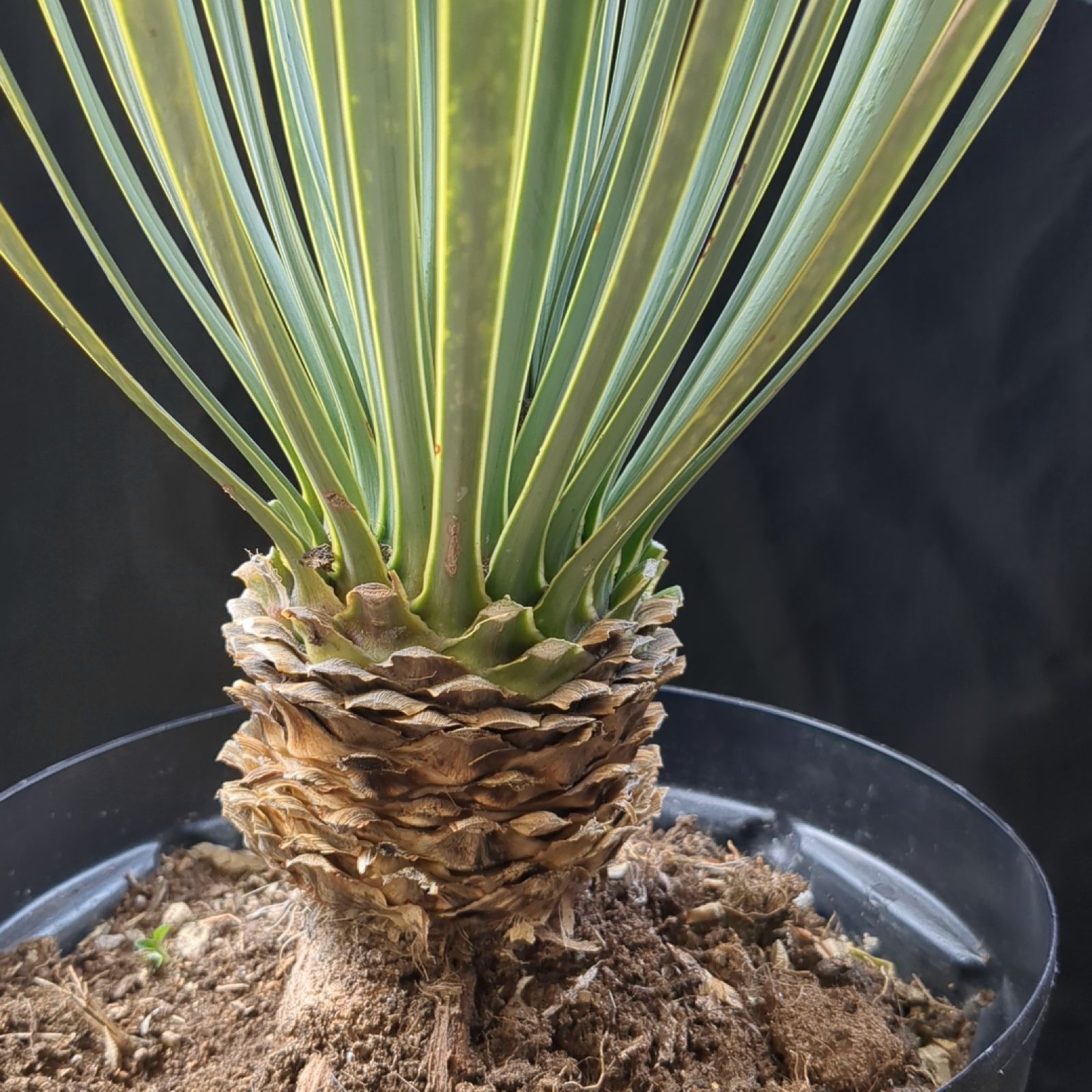 早いもの勝ちユッカロストラータさ