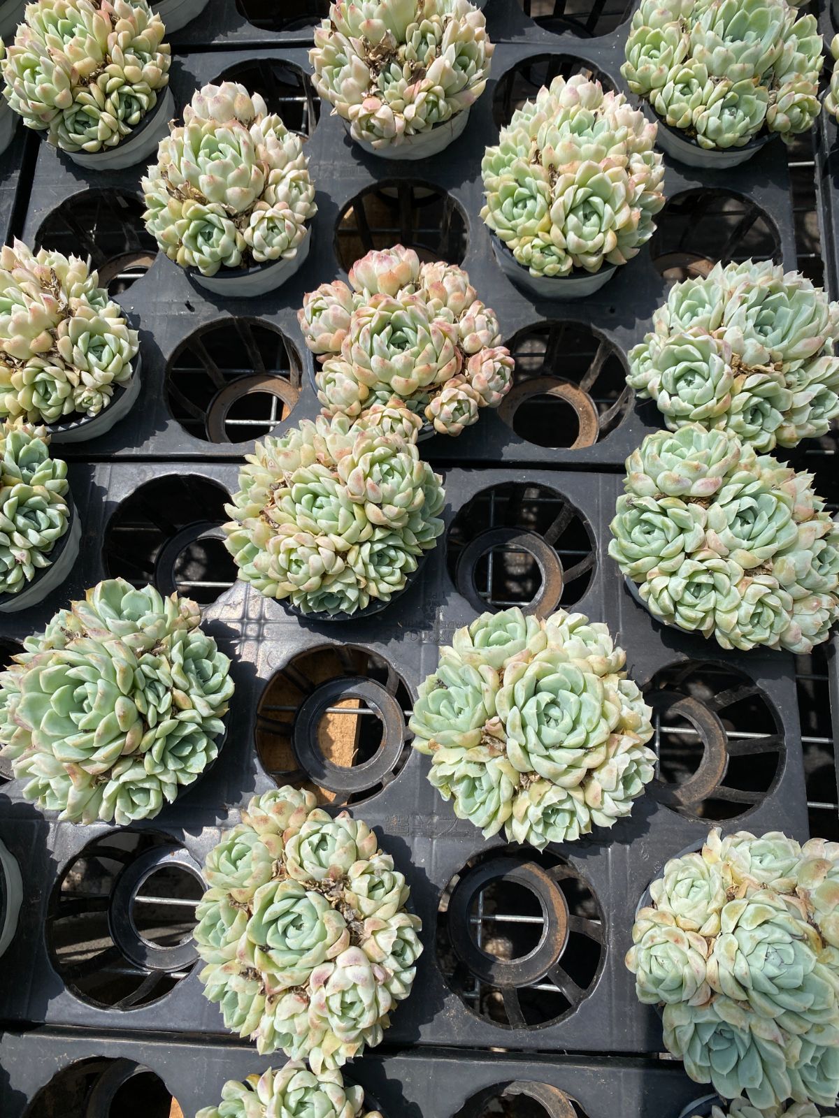 ZM1675×36 白月影 大苗 抜き苗 多肉植物 アエオニウム エケベリア 韓国苗 YUZUMIYA_COM