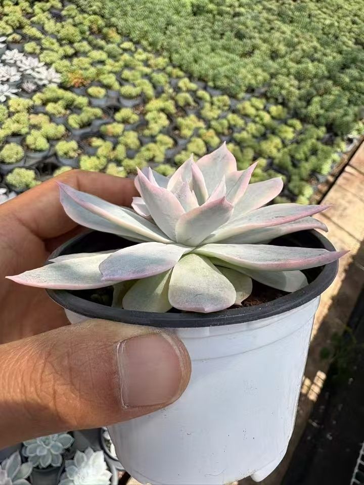 50株の抜き苗セット】乙女心 多肉植物 佐川急便発送 エケベリア 韓国苗