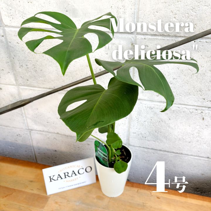 DRT KLASH9 Low 「ゴーストカワムツ」トートバッグ付 ふるさと納税