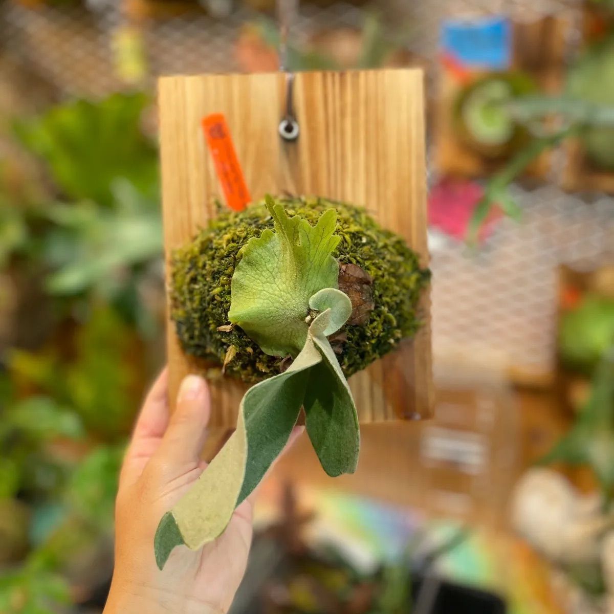 ビカクシダ ファーストラブ セーラームーンスポア選抜 P.First love SQ F306 spore