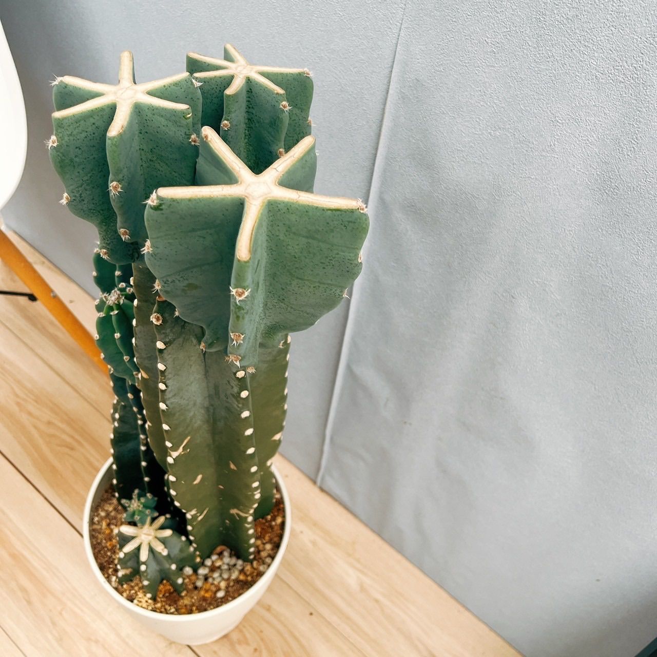 ［現品］21番　R 柱サボテン　鬼面角 ブランチ　3本植え　8号　室内　大型 現品］21番 R 柱サボテン 鬼面角 ブランチ 3本植え 8号 室内 大型