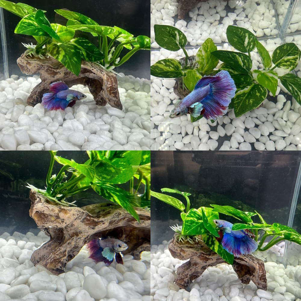 水槽　水草レイアウト　流木 15×15㎝の超小型水槽で水草レイアウト✋️ 流木に石や水草をくっ