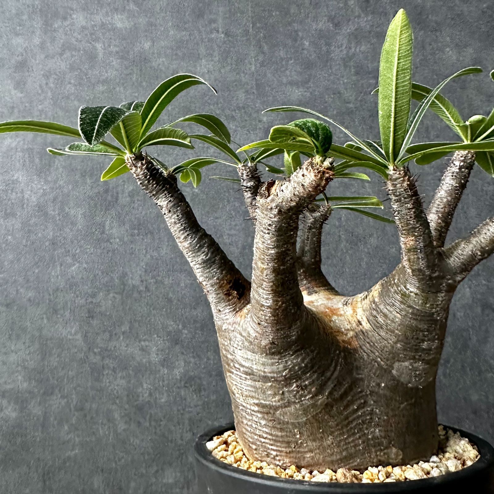 【現地球・発根済】パキポディウム グラキリス　鉢付き　塊根植物　コーデックス　観葉植物　多肉植物　PGL-1