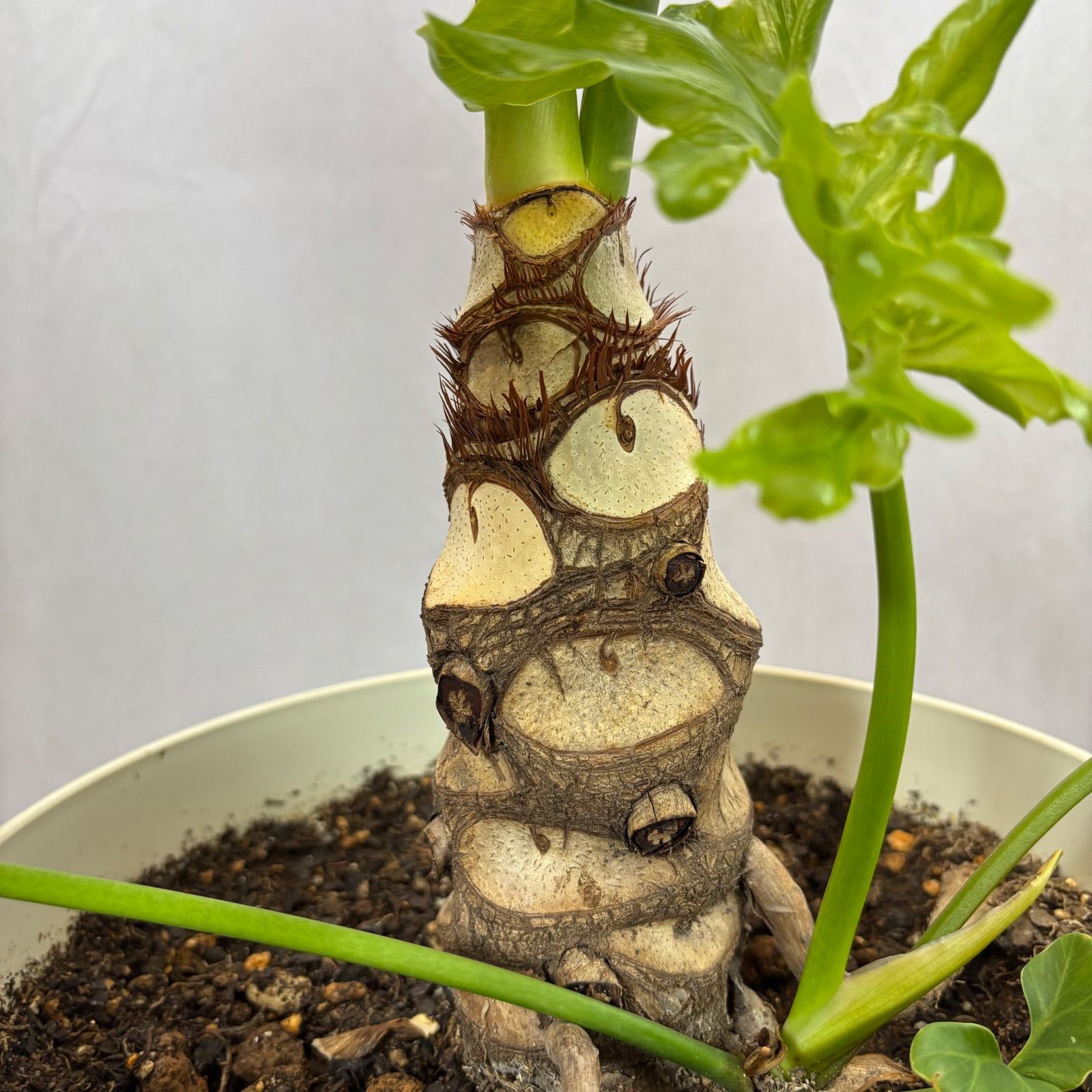 セローム　根上がり　幹上り　フィロデンドロン 1点もの】フィロデンドロン セローム 根上がり 幹上がり 10号