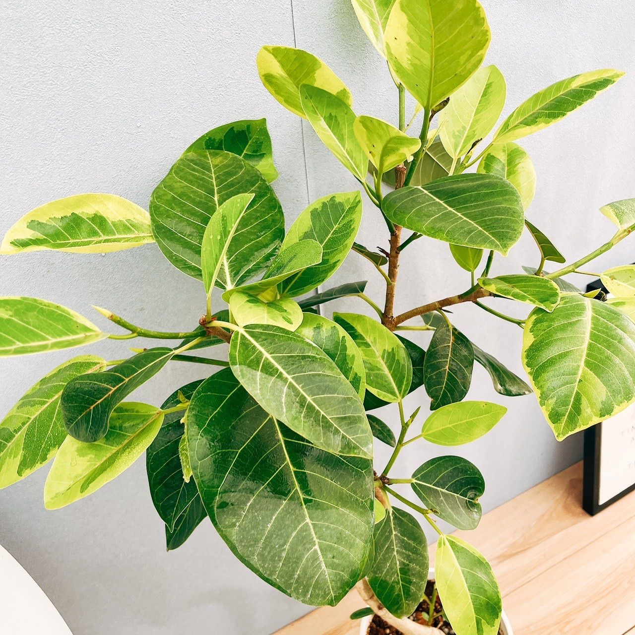 アルテシマ　7号　フィカス　観葉植物　斑入り フィカスアルテシマ 斑入り 現品お届け 観葉植物 7号 大型 室内 観葉