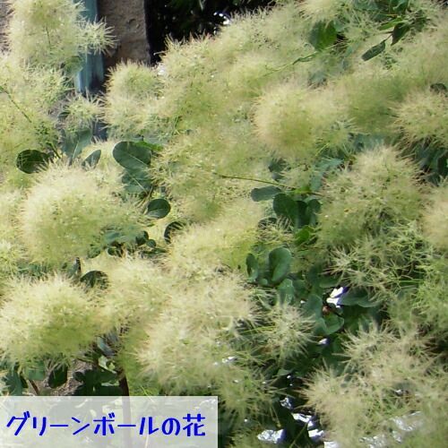 スモークツリー 選べる5種類