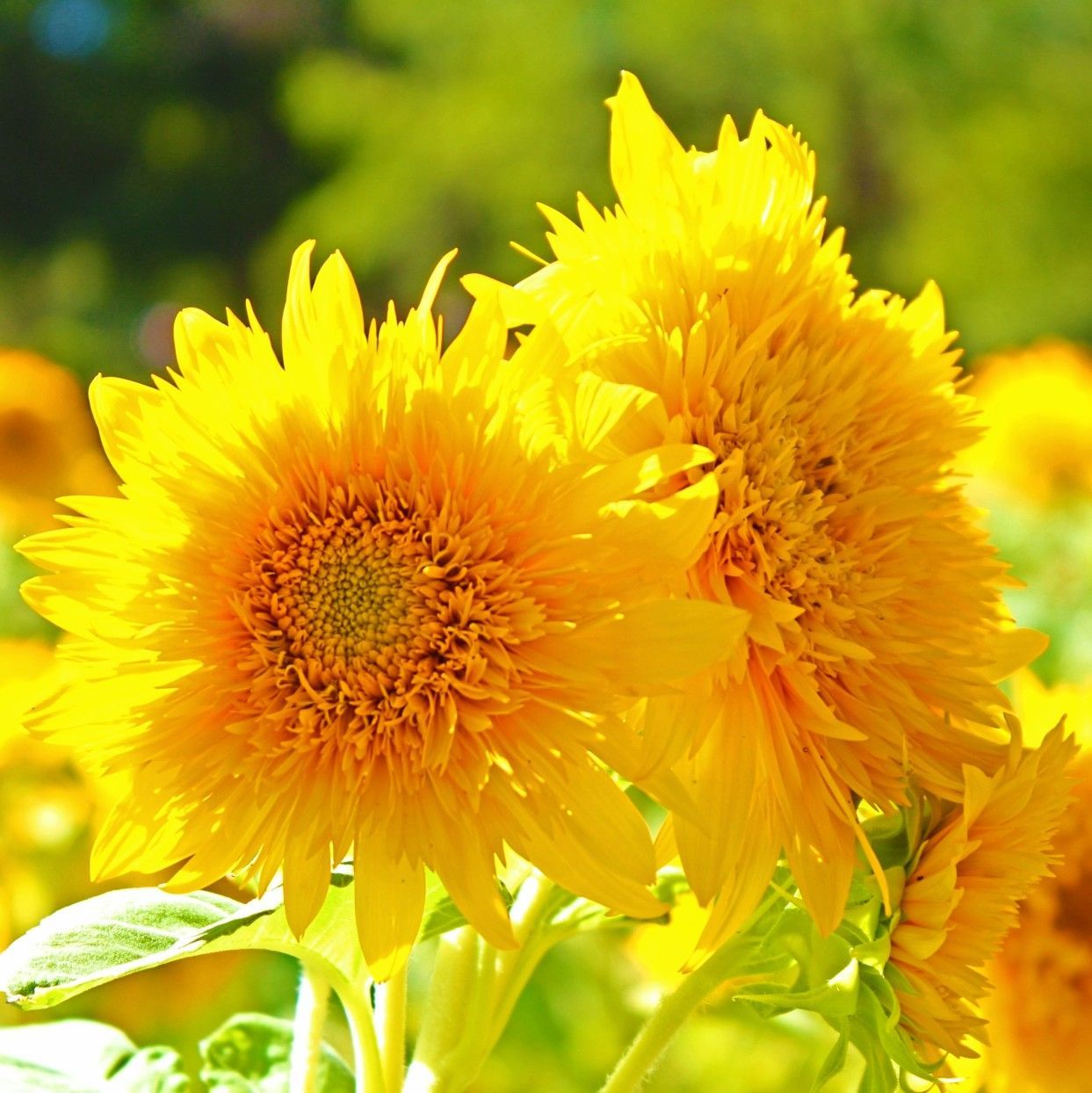 お花の種】ひまわり☆向日葵 東北八重 種子 約30粒！ - メルカリ