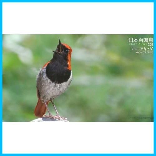 シンフォレストBlu-ray 日本百鳴鳥 202 HD ハイビジョン映像と