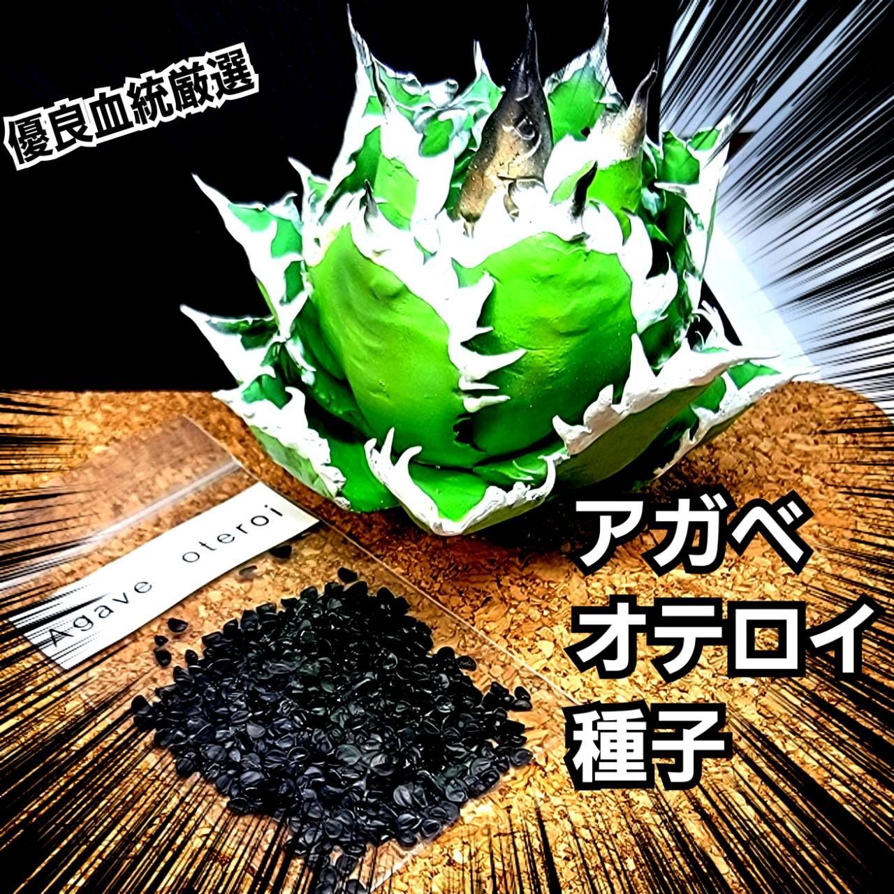 送料無料/新品】 発芽率90%！アガベ オテロイ種子500粒 植物/観葉植物