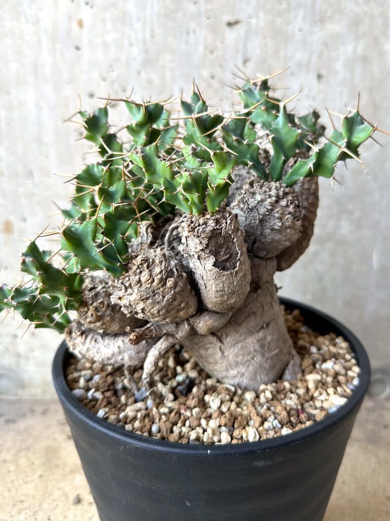 u*f様 ユーフォルビア　クラビゲラ　現地球　Euphorbia clavige 現品限り】ユーフォルビア・クラビゲラ 現地株 発根済み 約1年3