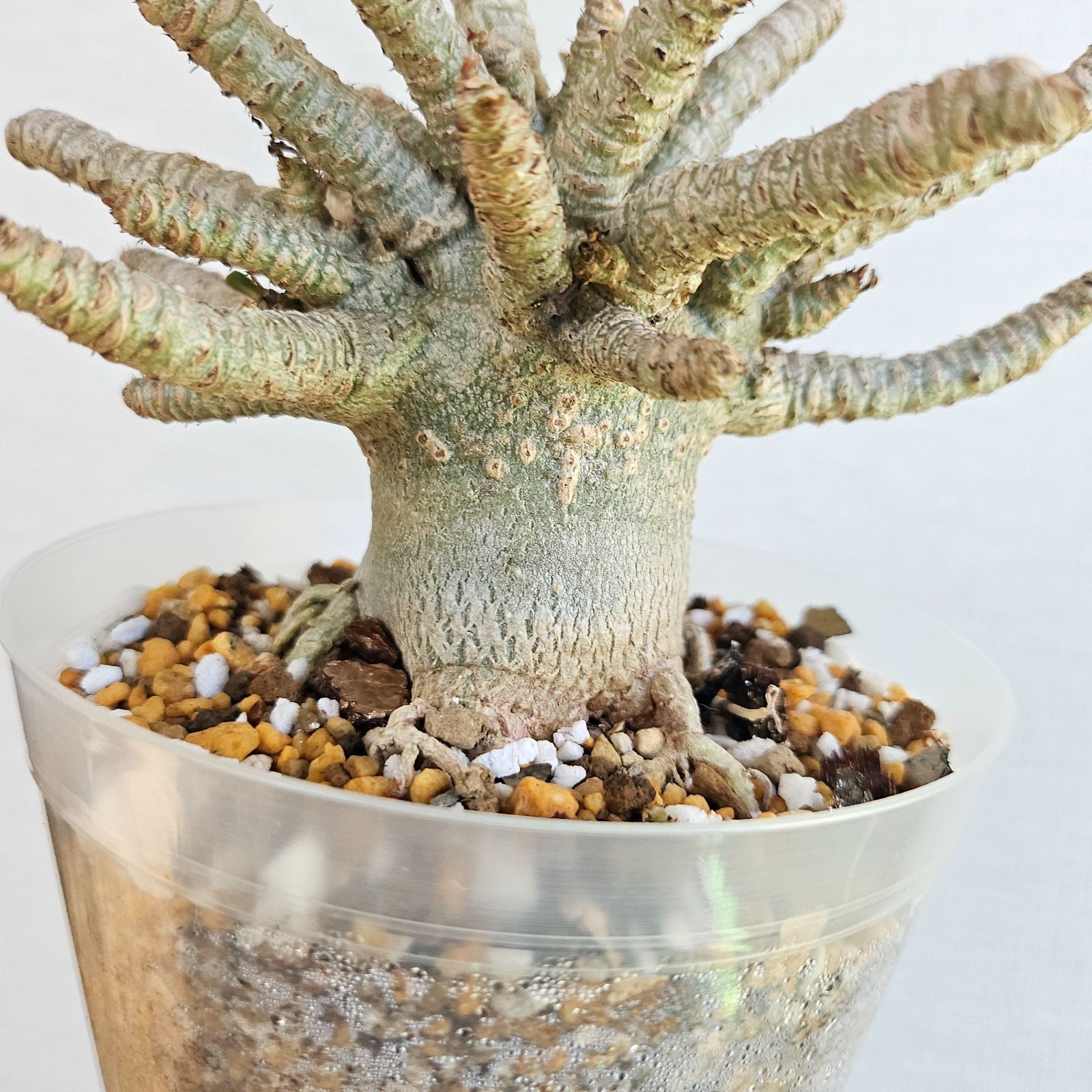 ⑤《 Adenium Arabicum D.H.A》アデニウム アラビカム 獅子葉