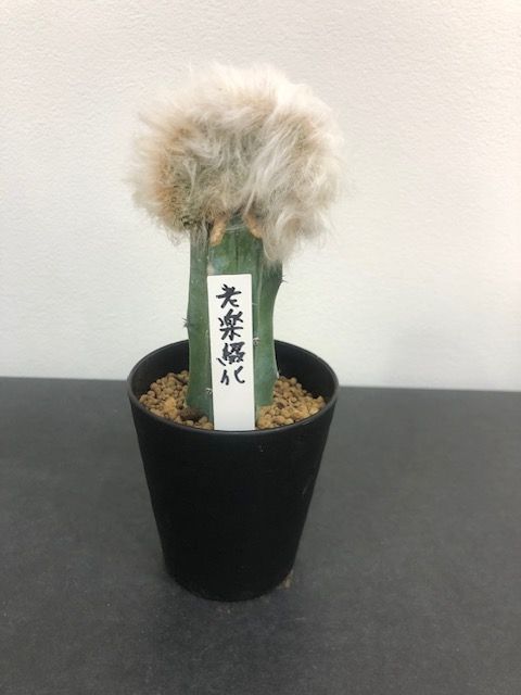 西岡剛 ロッテホーム（サード）ユニフォーム （Lサイズ） 西岡剛 ロッテホーム（サード）ユニフォーム （Sサイズ）