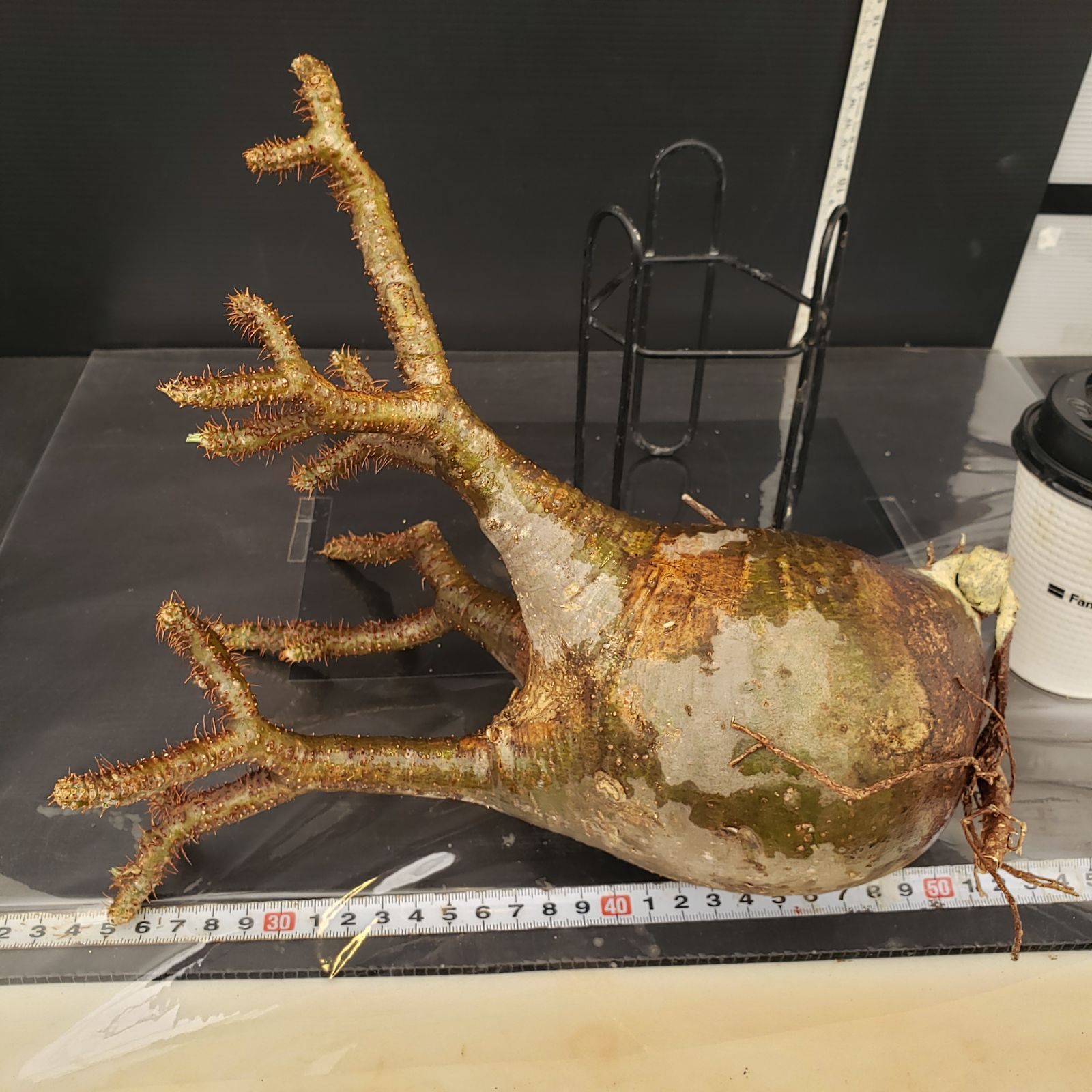 F586【最新到着】Pachypodium グラキリス（S）（現地球・抜き苗