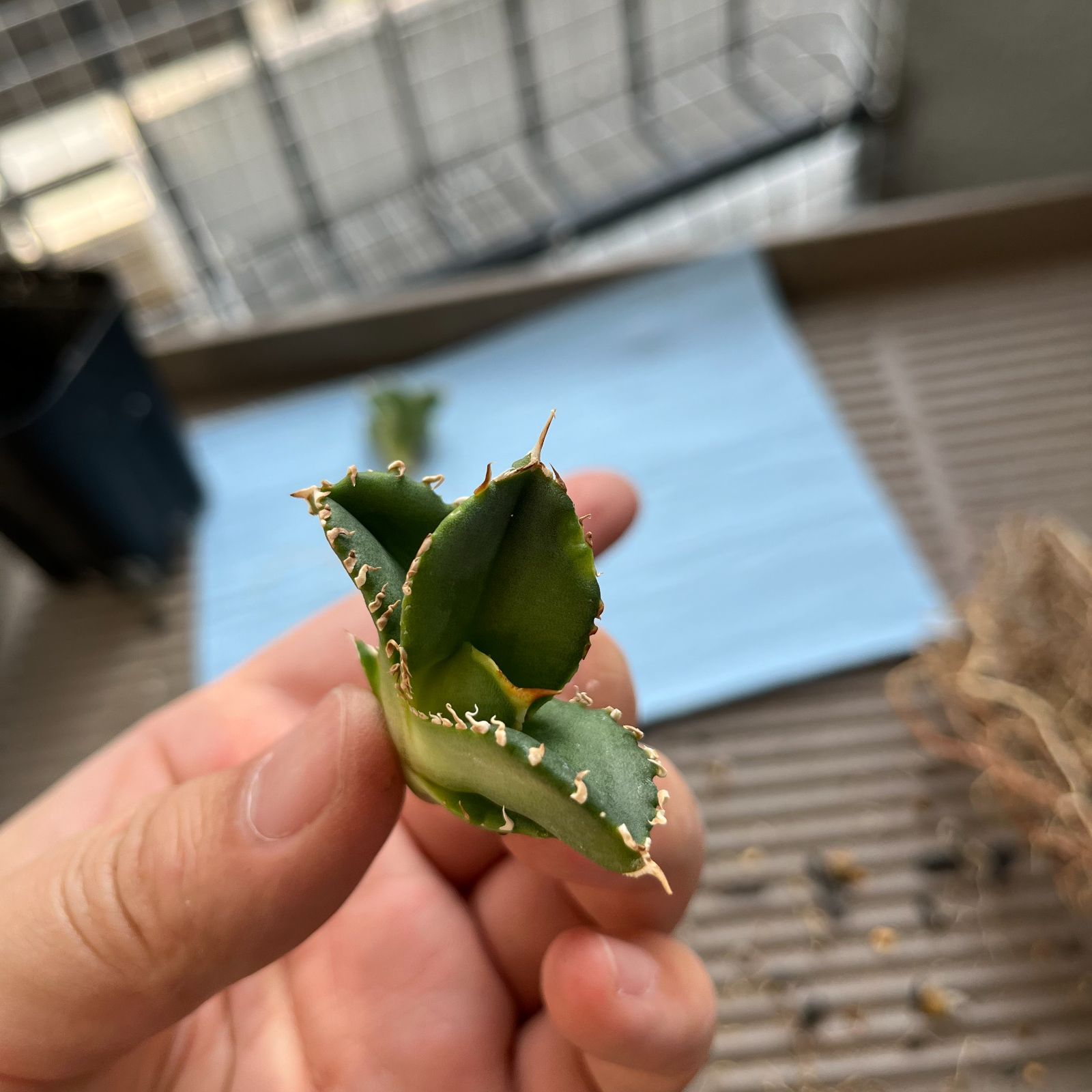 Agaveチタノタ　白豪刺　龍球会 管理No.06768444】アガベ チタノタ 白豪刺（発根済） | LIT