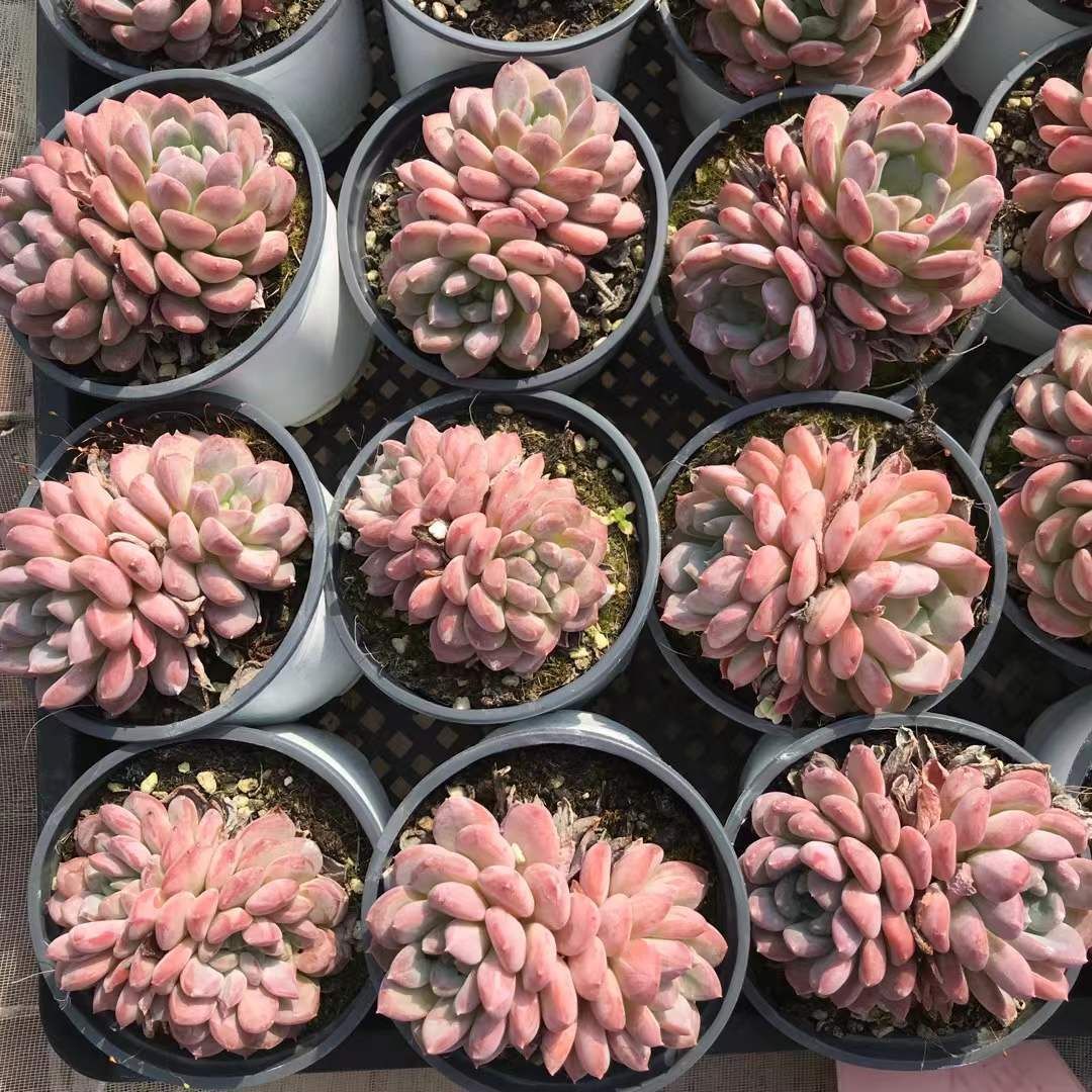 SKL1214×36 メノウダブル 抜き苗 多肉植物 アエオニウム エケベリア 韓国苗