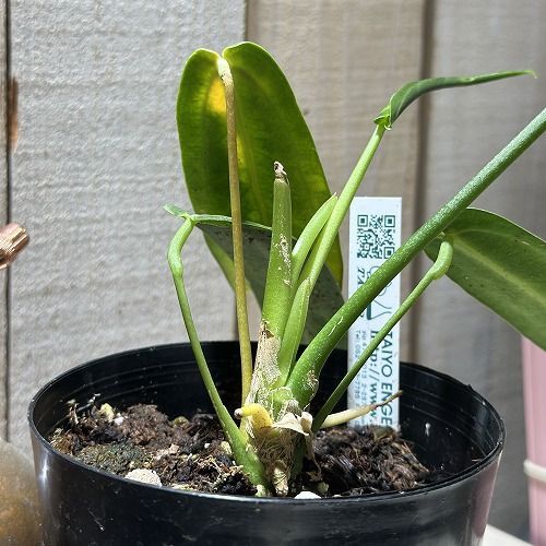 観葉植物 アンスリウム ワロクアナム(ワロックエアヌム) 4号硬質超