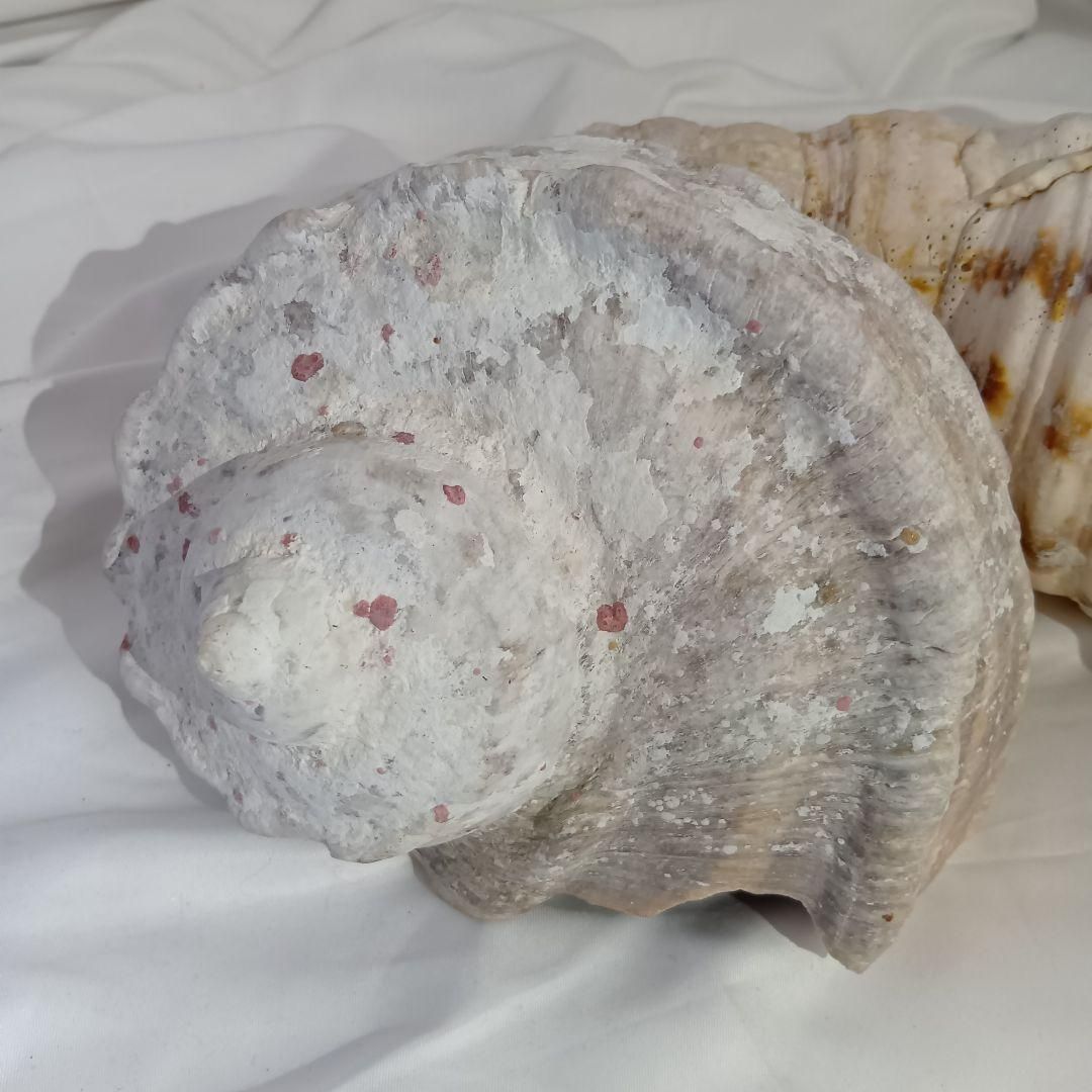 貝殻3セット アンティーク 置物 海 貝殻3セット アンティーク 置物 海 - メルカリ