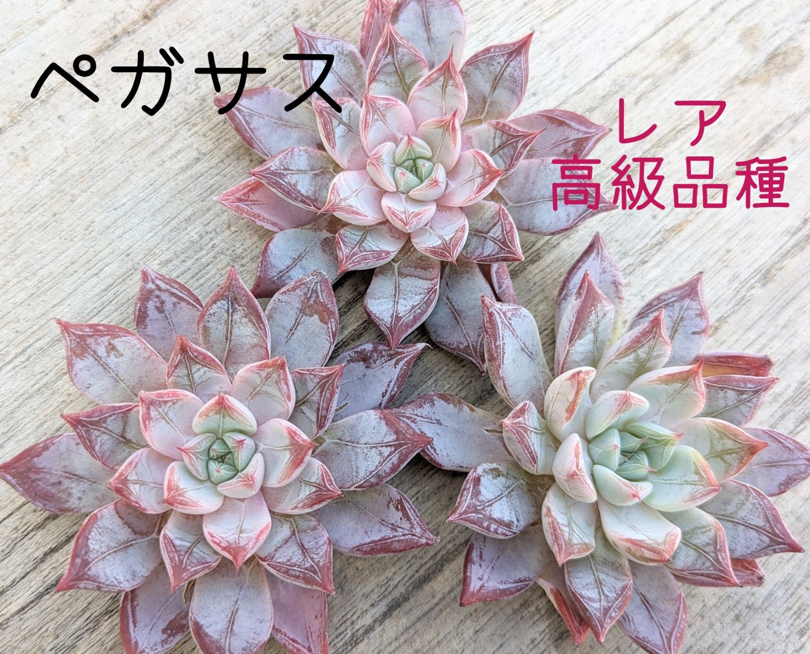 多肉❤️韓国苗❤️新品種❤️ペガサス③ - 植物/観葉植物