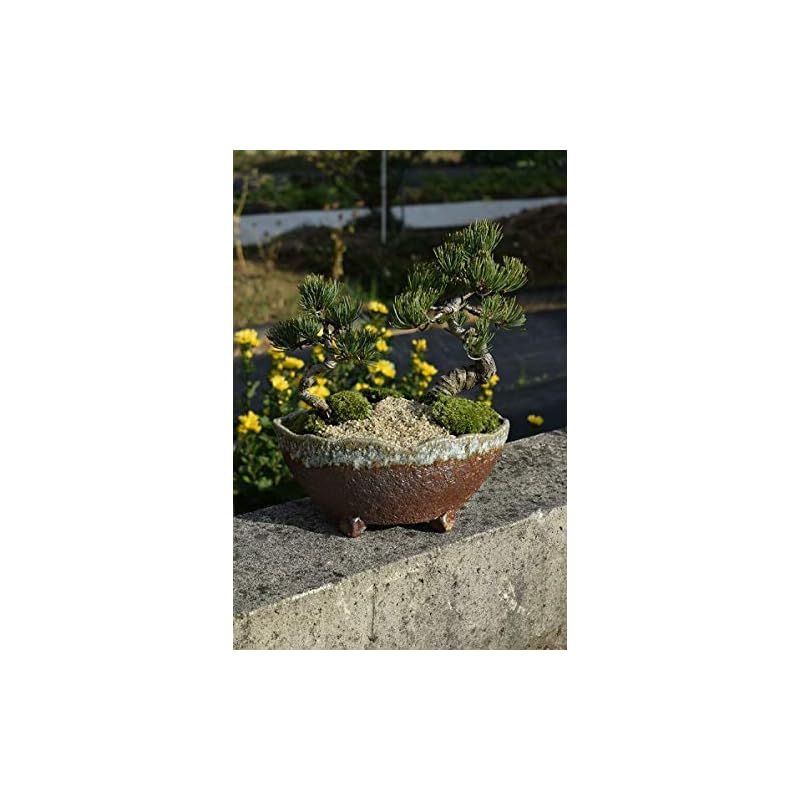 ♥ 祝松盆栽 寄せ植え五葉松盆栽 0