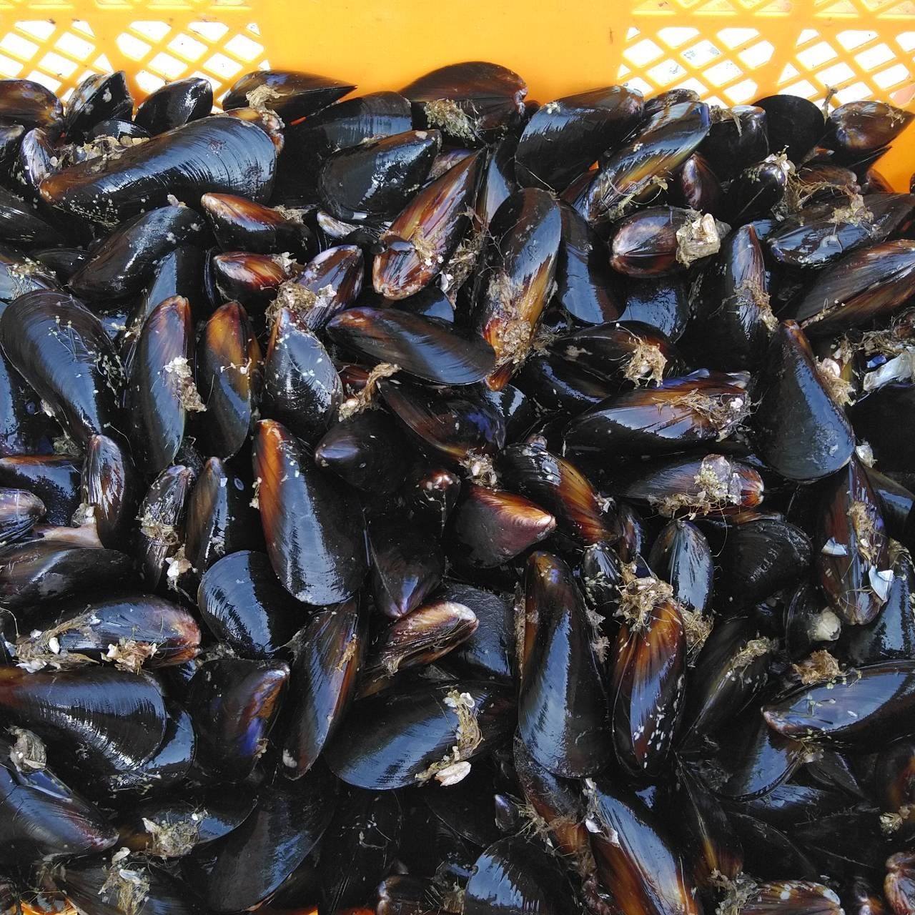 【休業日はプロフ参照】釣り餌に ムール貝「生出荷 ムラサキイガイ２０ｋｇ」 イガイ カラス貝 ムール貝 釣りエサ クロダイ 20キロ 黒鯛 チヌ 石鯛 コブダイ カワハギ釣りに 【食用ではありません】 小分け袋入り冷凍品は別に販売中 ムール貝送料無料！釣り餌に☆「ムラサキイガイ7kg」☆冷凍
