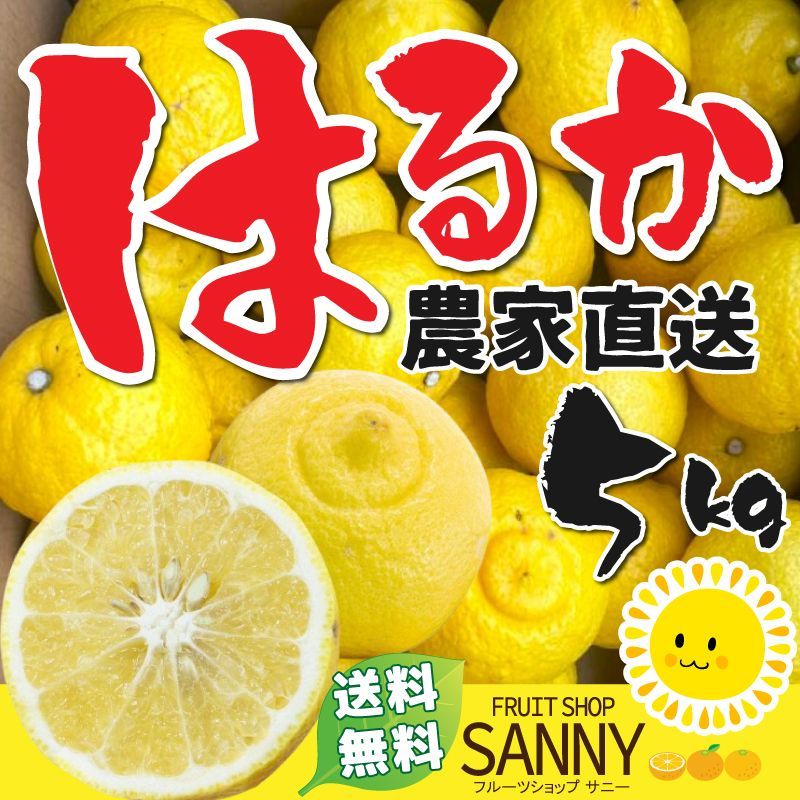 みかん 愛媛県産 訳あり 春香 はるか 箱込5.0kg（2月中旬～ご注文順に発送）※沖縄・離島・北海道は発送不可