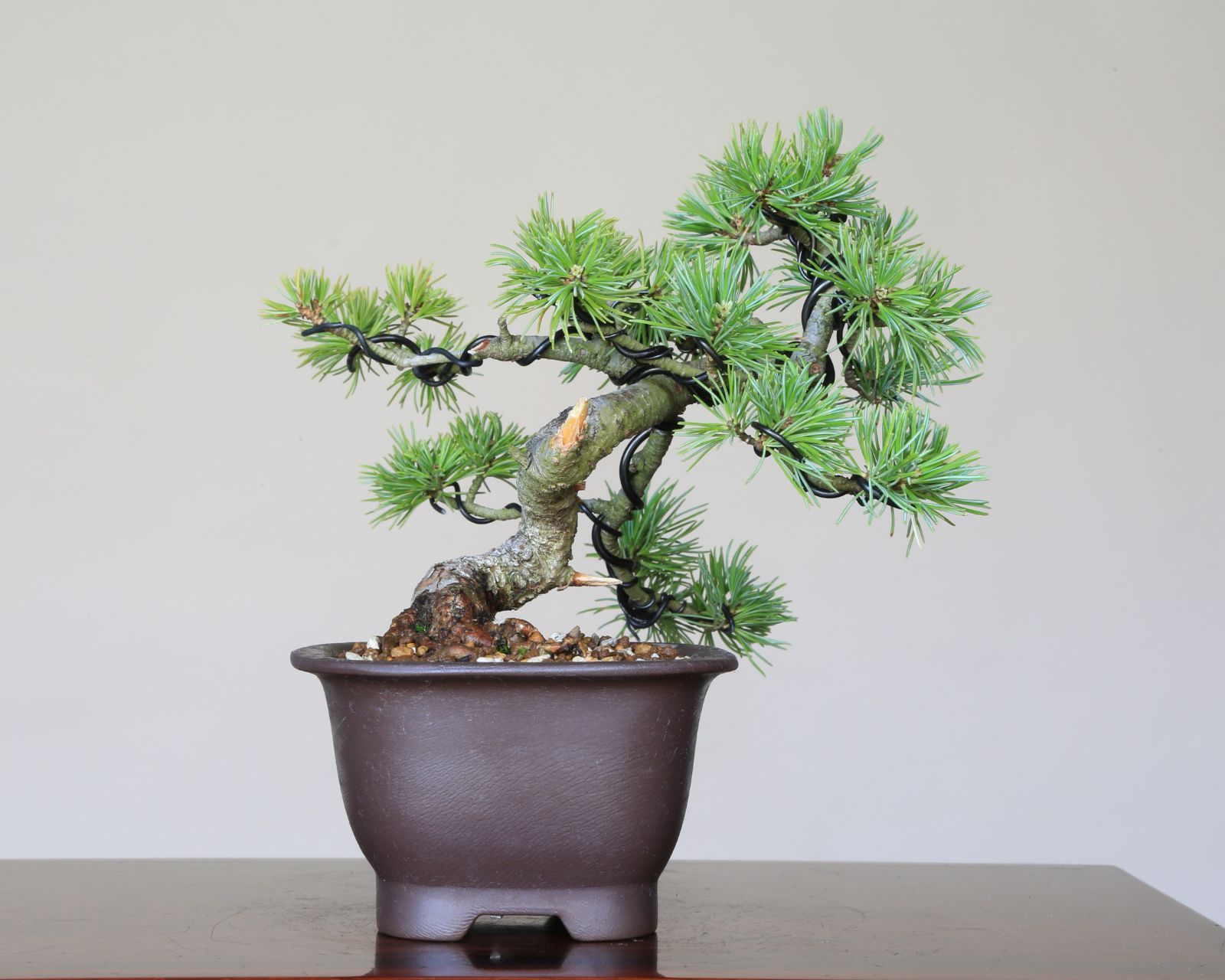 現品 盆栽