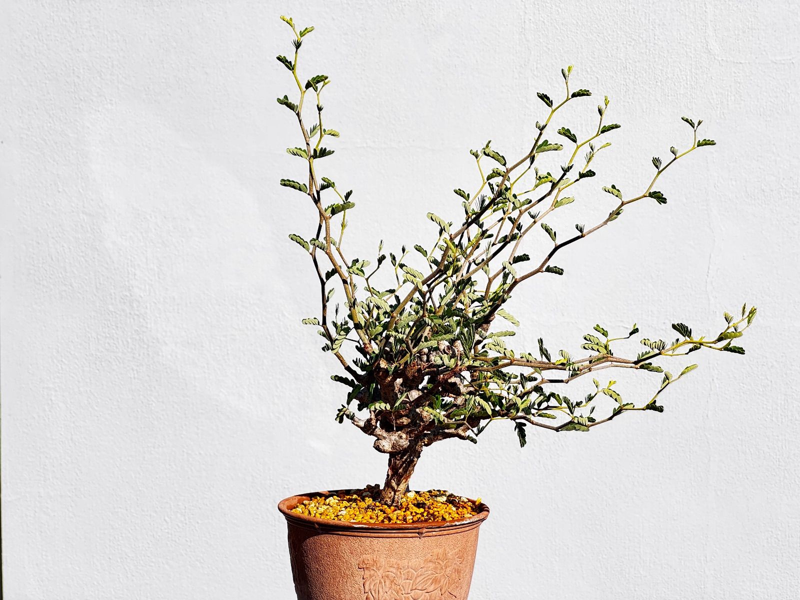 センナ　メリディオナリス　実生株　大②⑦　塊根植物　コーデックス　灌木　盆栽 センナ メリディオナリス 大型株【市場価値も高騰中！！盆栽のような