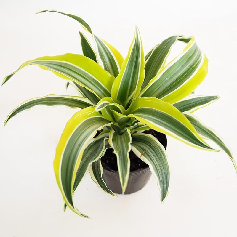 ＩＴＡＮＳＥ ドラセナ ワーネッキー レモンライム 3号 8個セット 観葉植物 学名 Dracaena deremensis Warneckii cv. Lemon Lime リュウゼツラン科 別名 デレメンシス ワーネッキーの中でも特に葉が美しい品