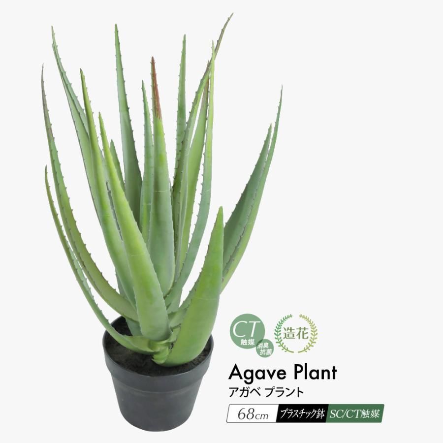 コミフォラ エミニー 現地球 発根株 （鉢付き） コミフォラ エミニー