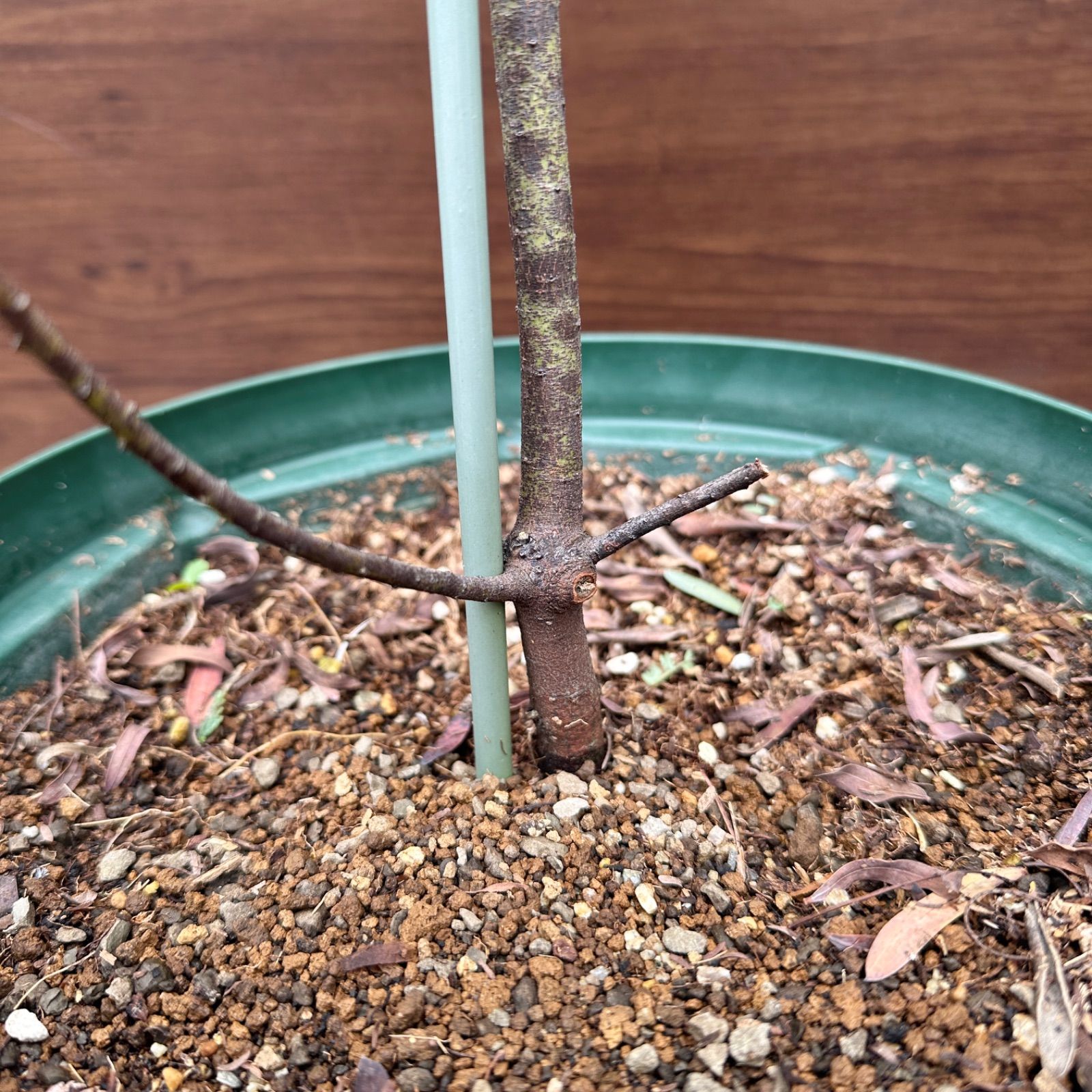 ブルーブッシュ 9号