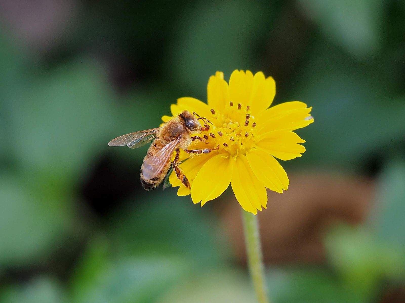 OM SYSTEM オリンパス OLYMPUS 単焦点レンズ M.ZUIKO ED 60mm F2.8 Macro ブラック 60mm F2.8 マクロ