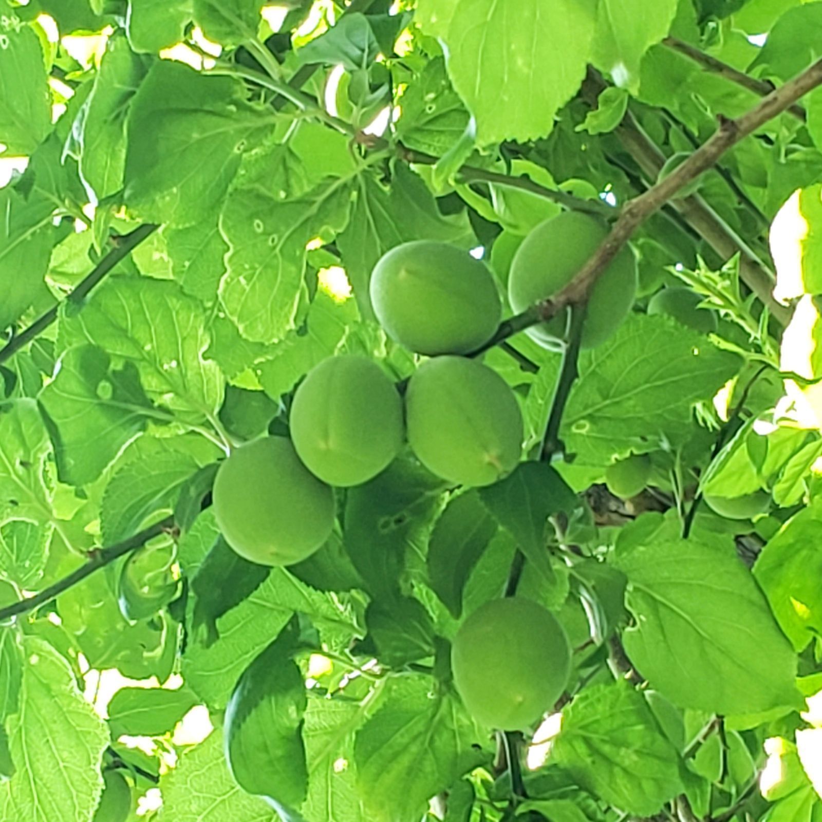 信州産 青梅［加工用］箱込み2kg