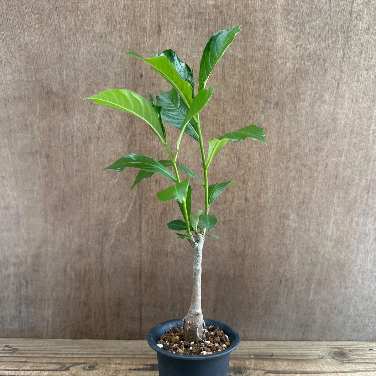 一円スタート！大株！希少バオバブの木！アダンソニアディギタータ！塊根植物 コーデックス  大型 バオバブの木 アダンソニア ディギタータ