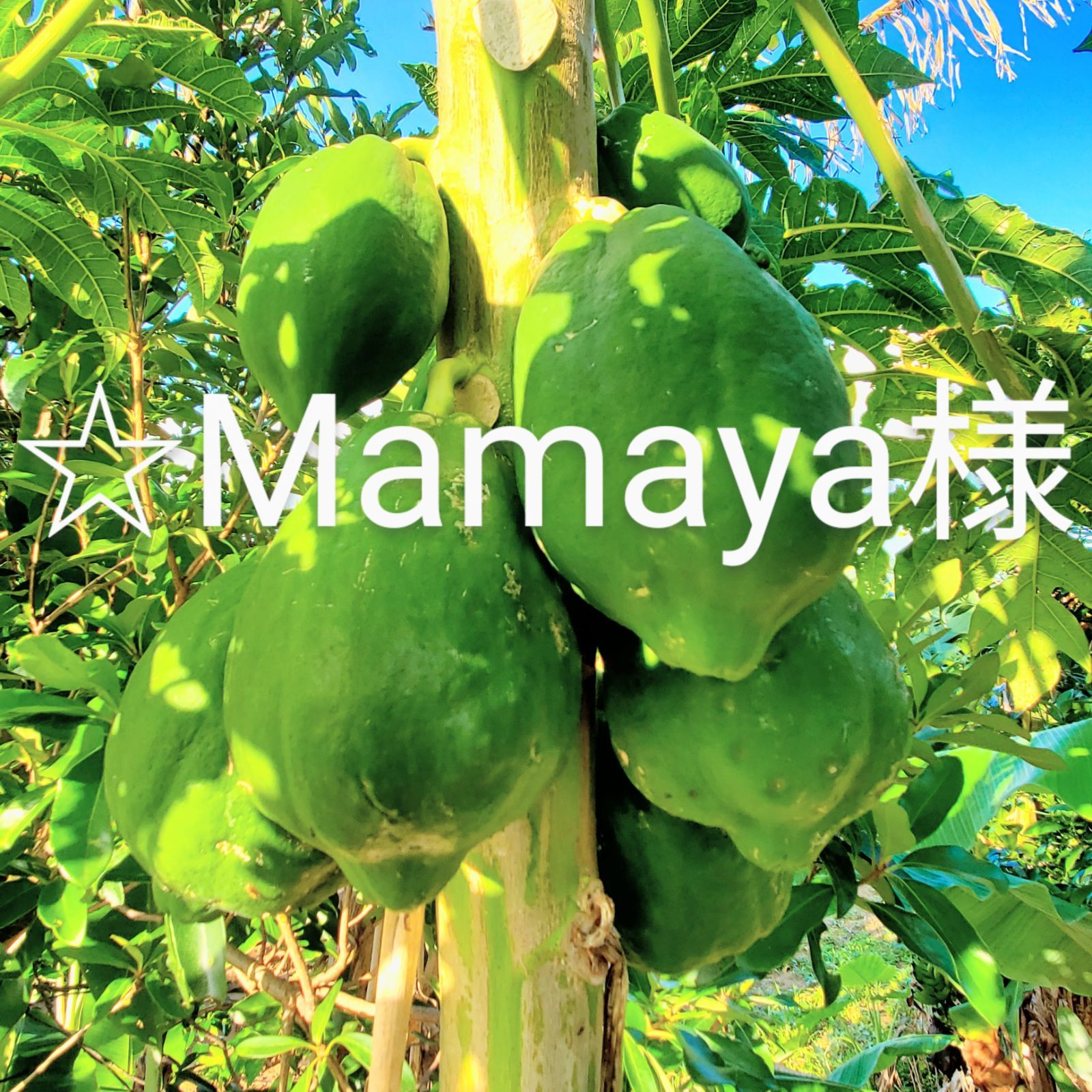 青パパイヤ 10kg greenpapaya クール便 健康野菜 スーパーフード