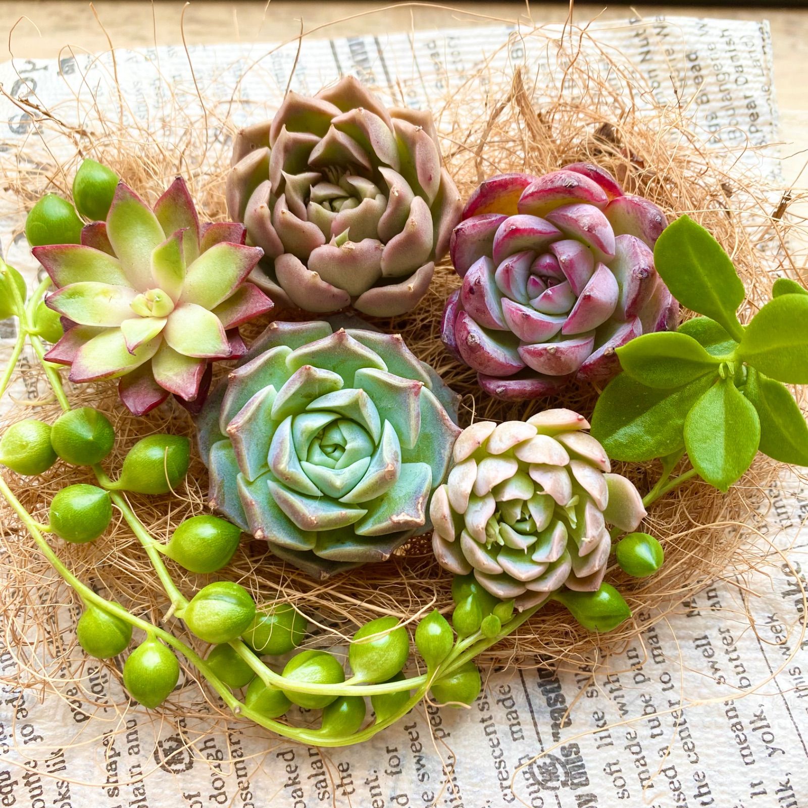 多肉植物　プリズム　　カット苗　2個セット 多肉植物 プリズム カット苗 2個セット 多肉植物プリズムカット