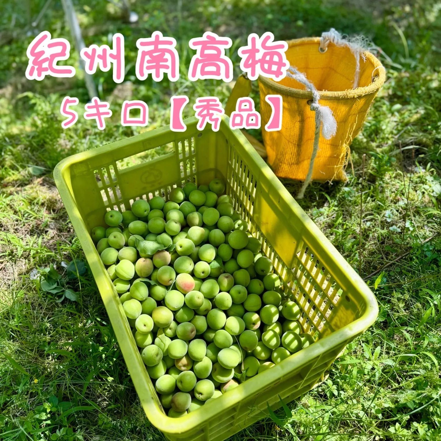 【秀品】 南高梅 5キロ ○和歌山県産 南高梅5㎏（秀品、2L～Lサイズ）○: みかんの里