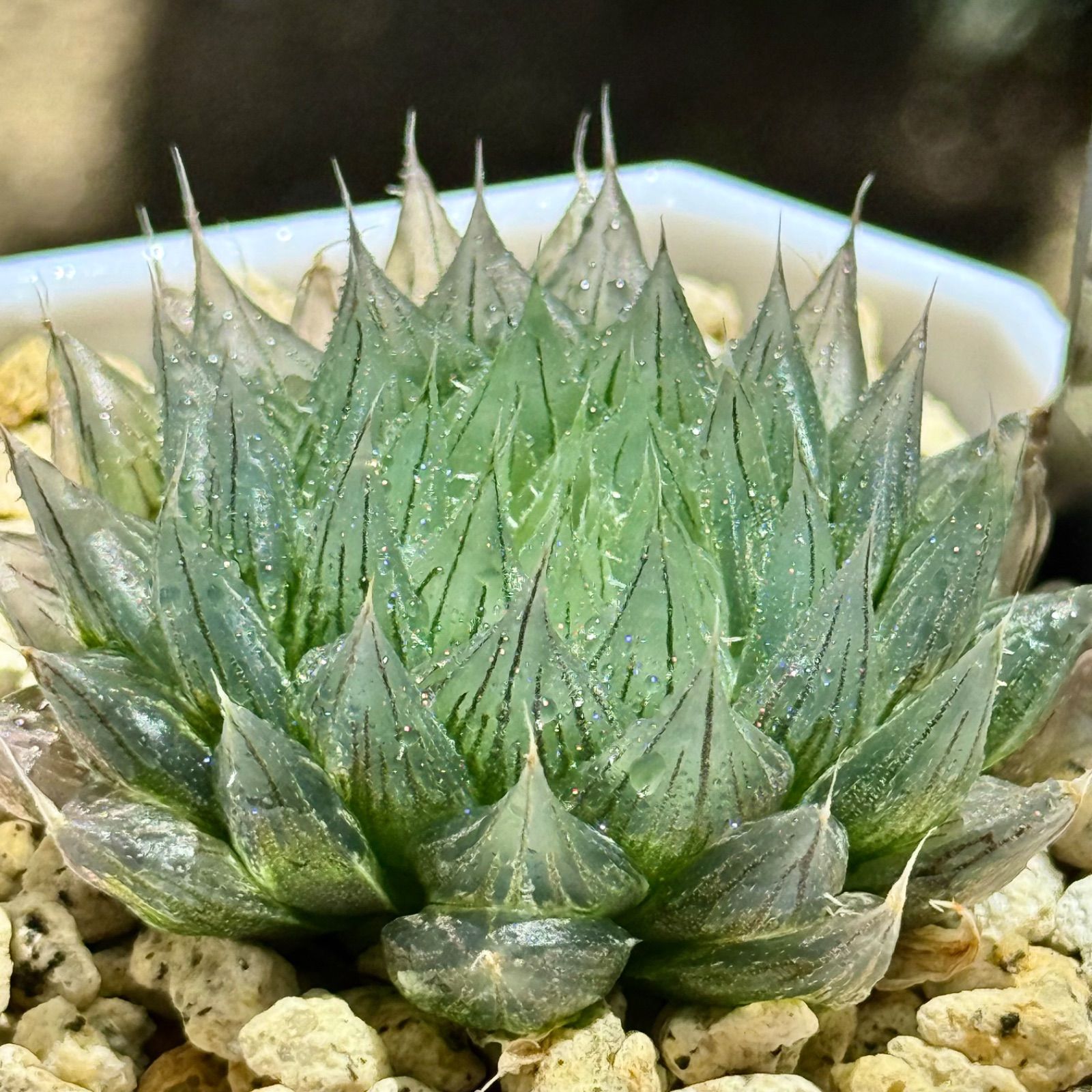 赤い鳥オブツーサ錦 H1769 多肉植物 ハオルチア 赤い鳥 極上株