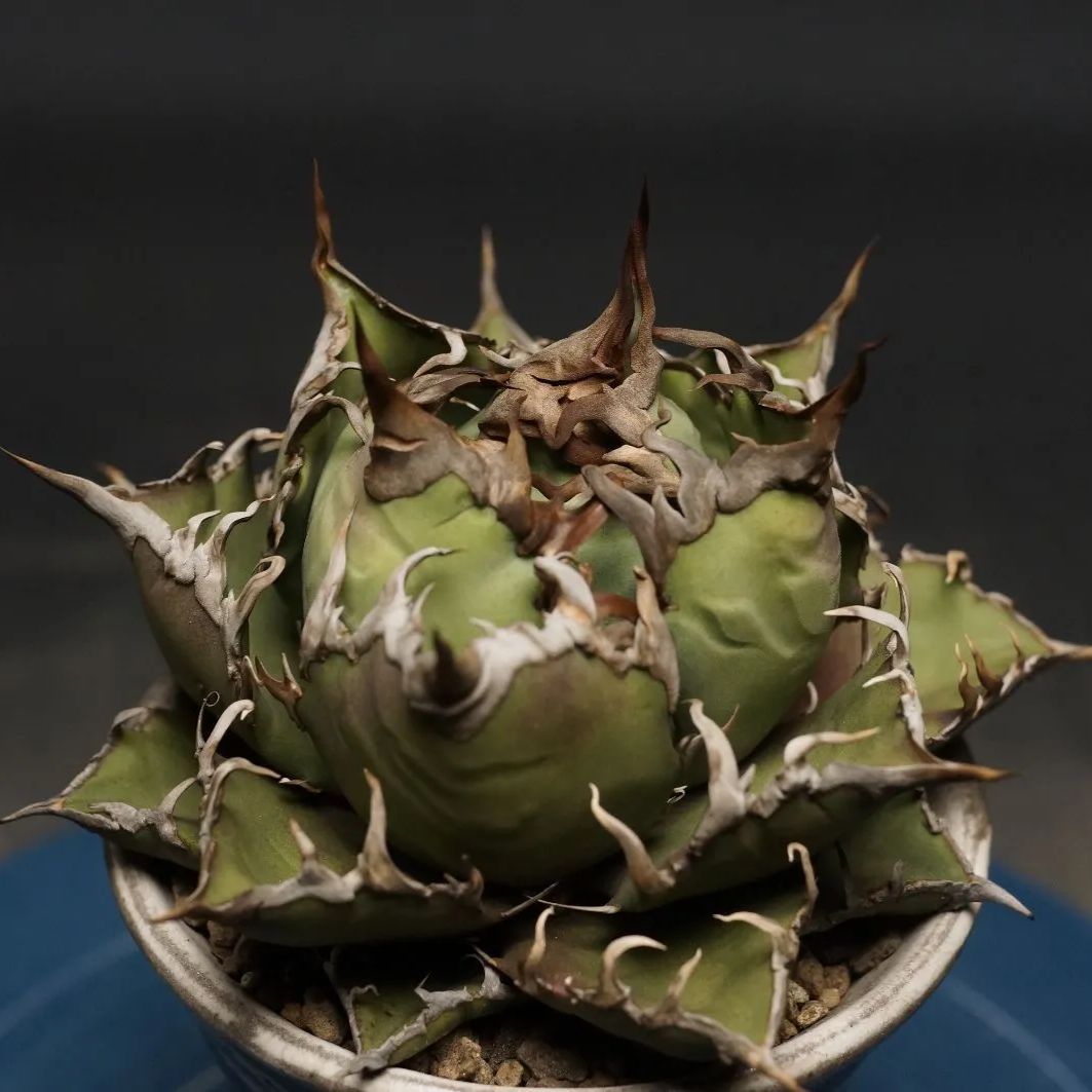 Agave titanota