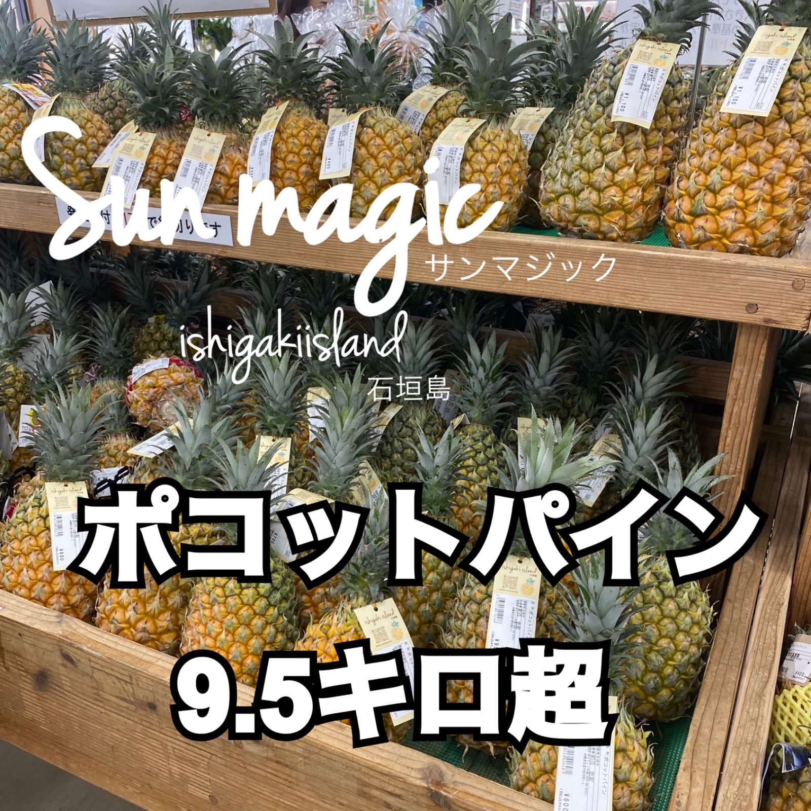 石垣島 ポコットパイン 9.5キロ超 スナックパイン 沖縄