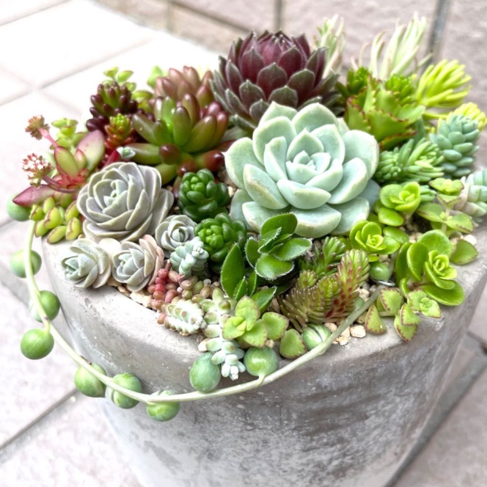 ☆多肉植物寄せ植えセット☆レアセダム☆セダムカット苗☆カット