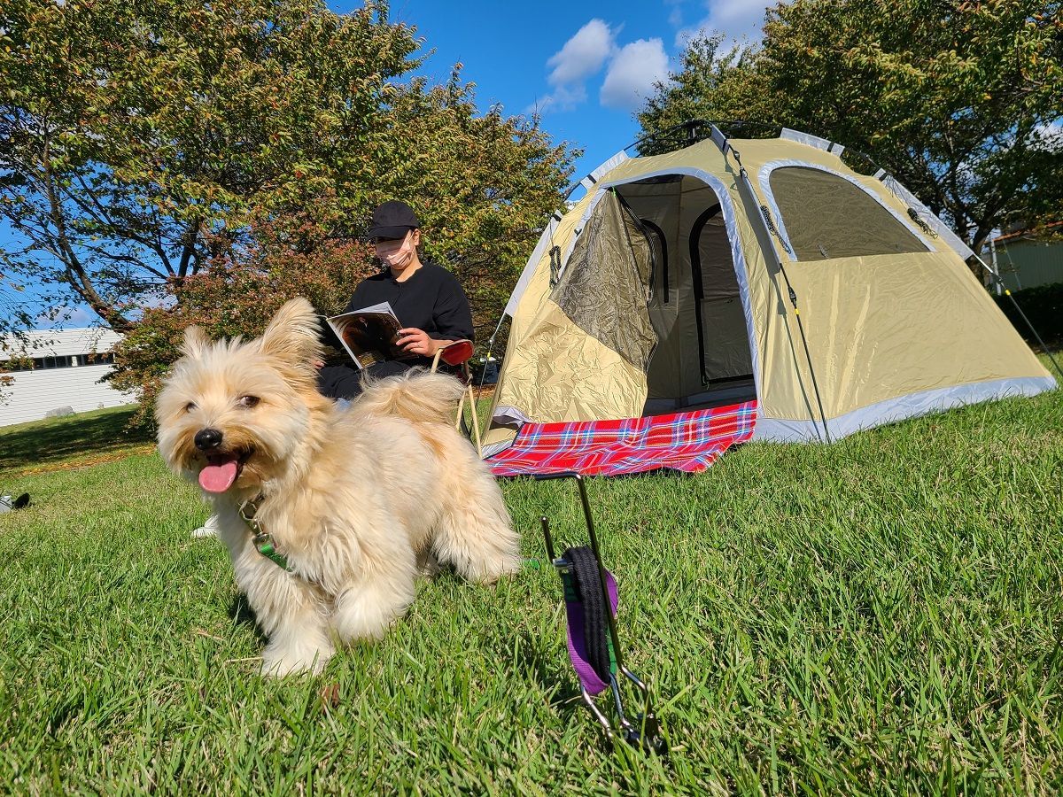 ケース付 耐荷重約60kg