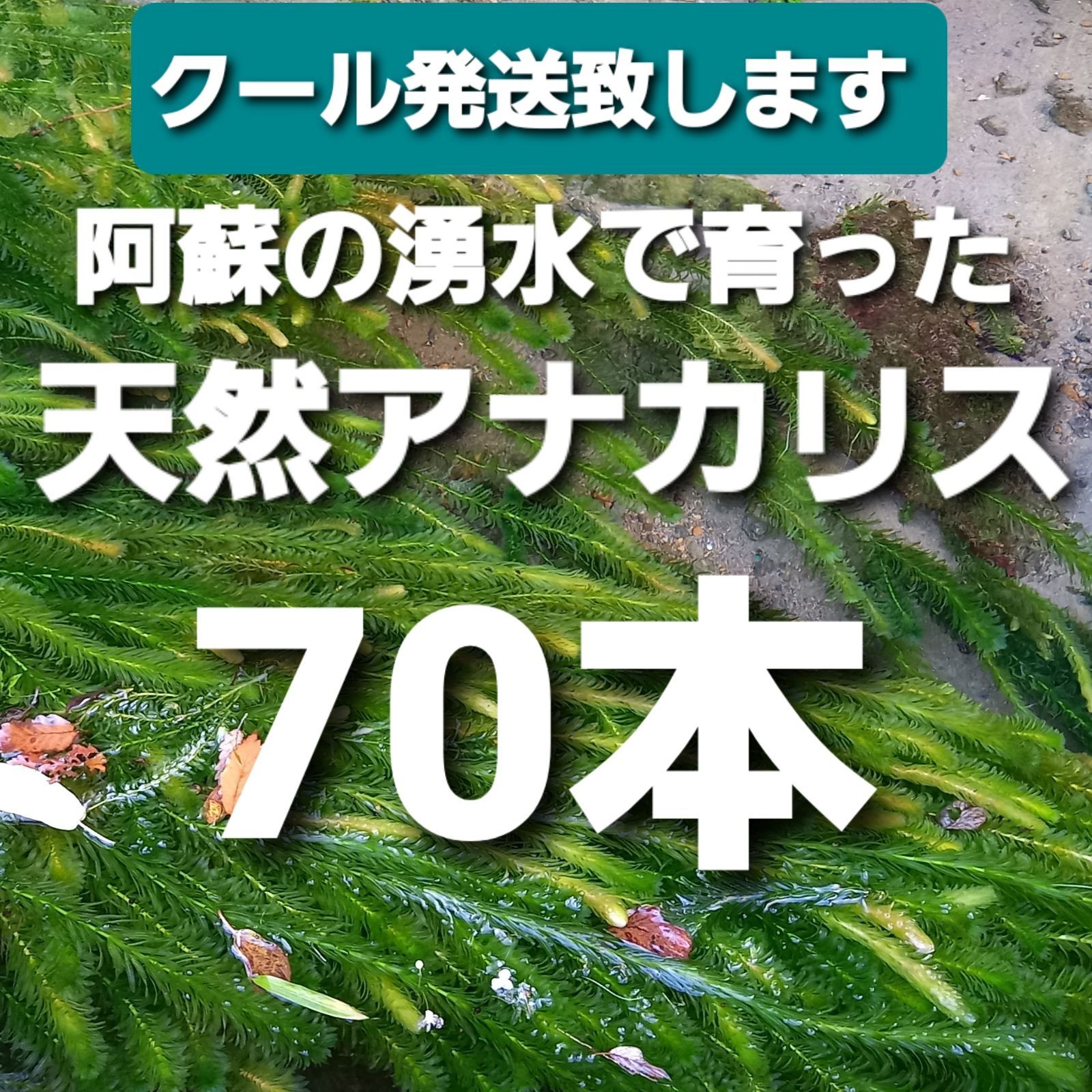 クールで発送70本以上 阿蘇の湧水で育った水草 天然アナカリス 無農薬