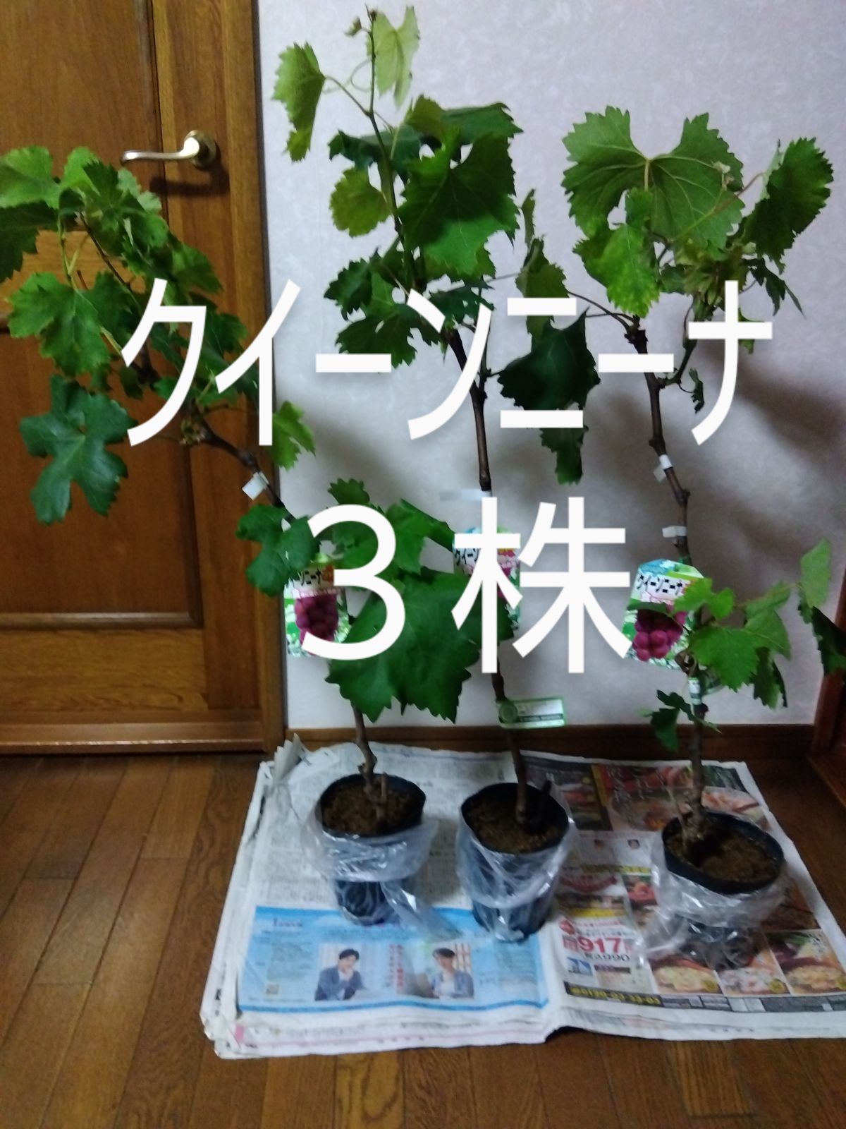 クイーンニーナ苗木 3株 ぶどう苗木