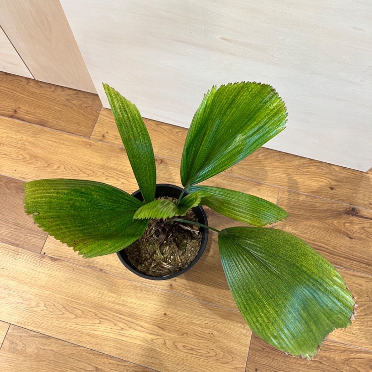 ウチワヤシ 希少 7号 セラアート鉢 - メルカリ 