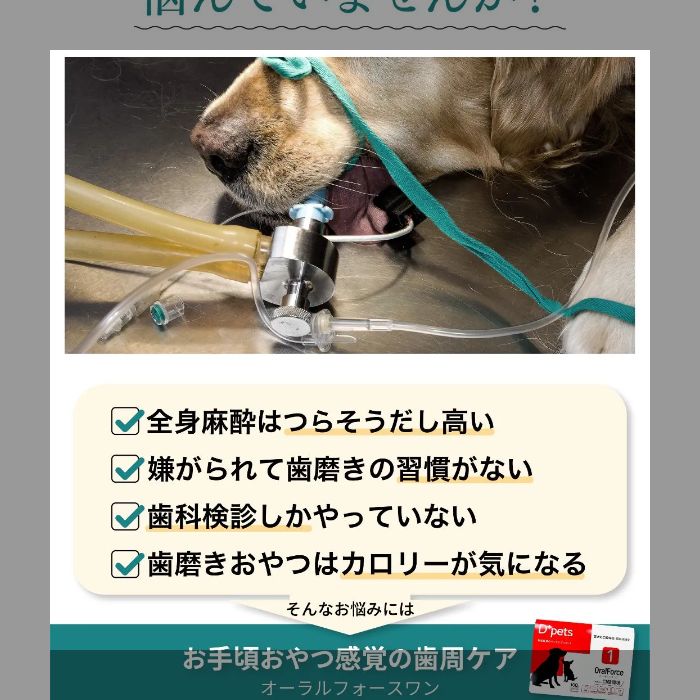 D+pets OralForce 10g×10包　　3箱　ささみ味 D+pets ディーペッツ Oral Force1 10g×10包 犬用 口腔環境