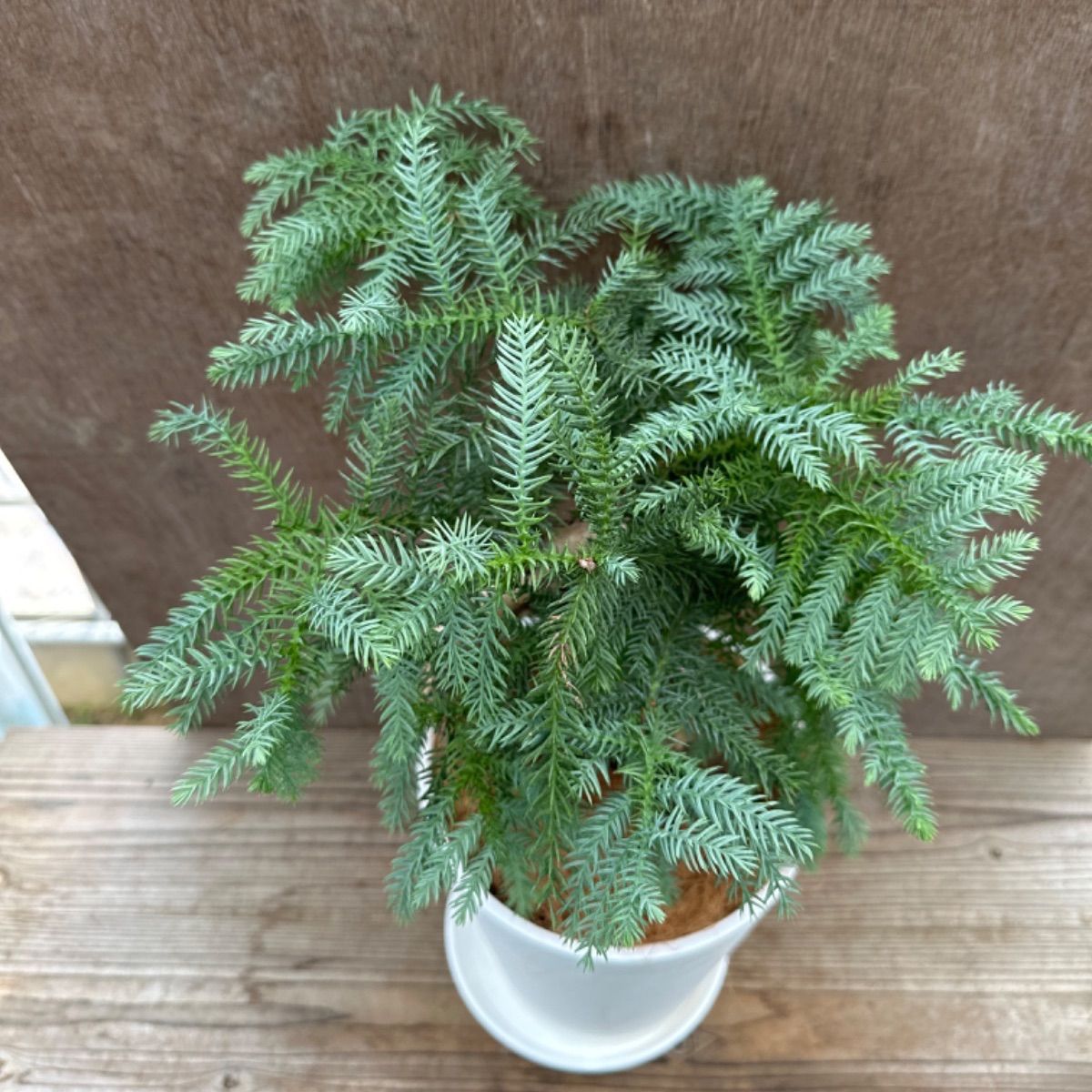 アロカリア② 8号 観葉植物 観葉 植物 黄金昇り竜 シマナンヨウスギ